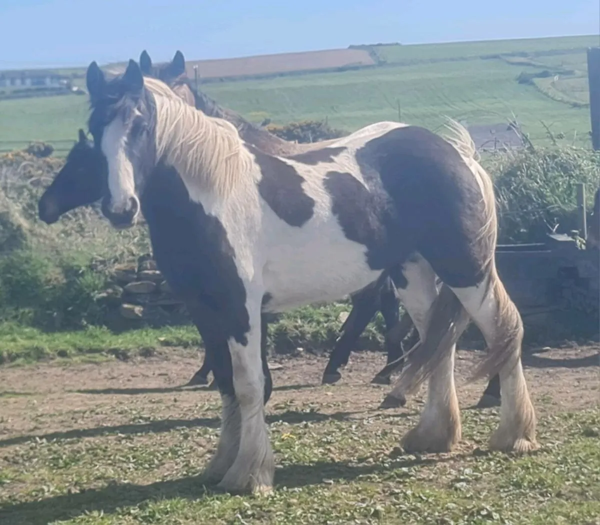 14'2"Friendly showcob fillie. - Image 3