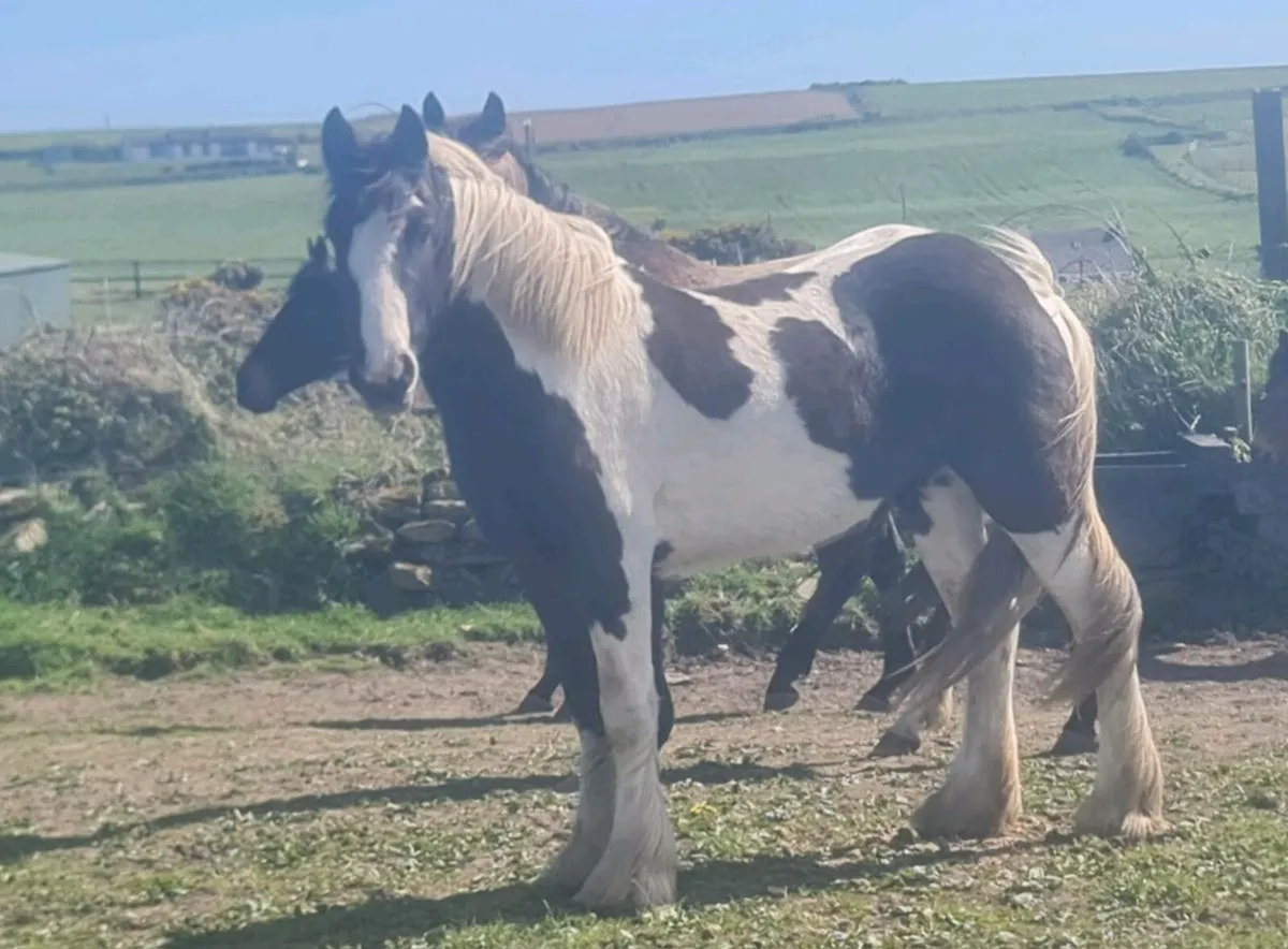 14'2"Friendly showcob fillie. - Image 1