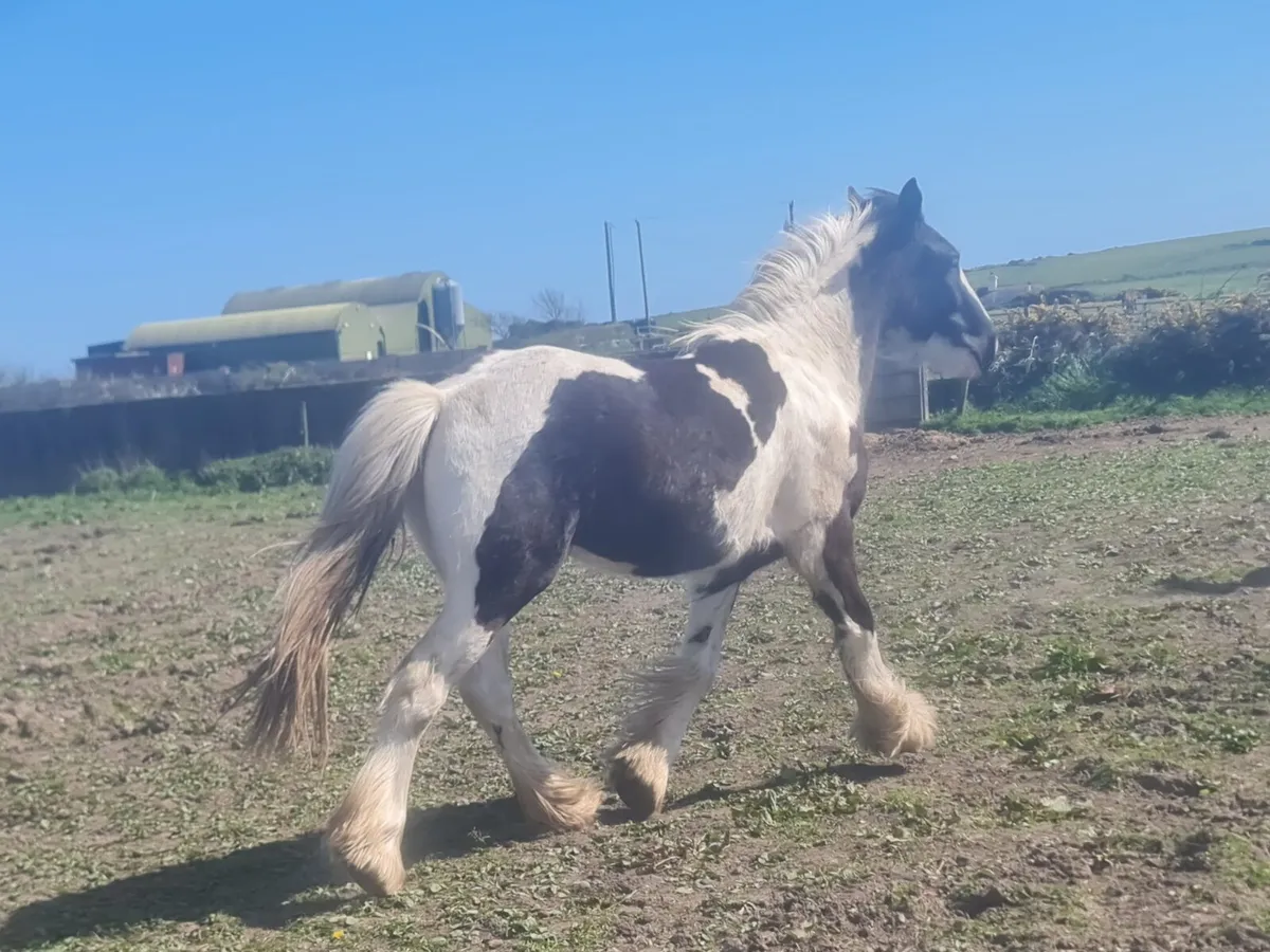 14'2"Friendly showcob fillie. - Image 2