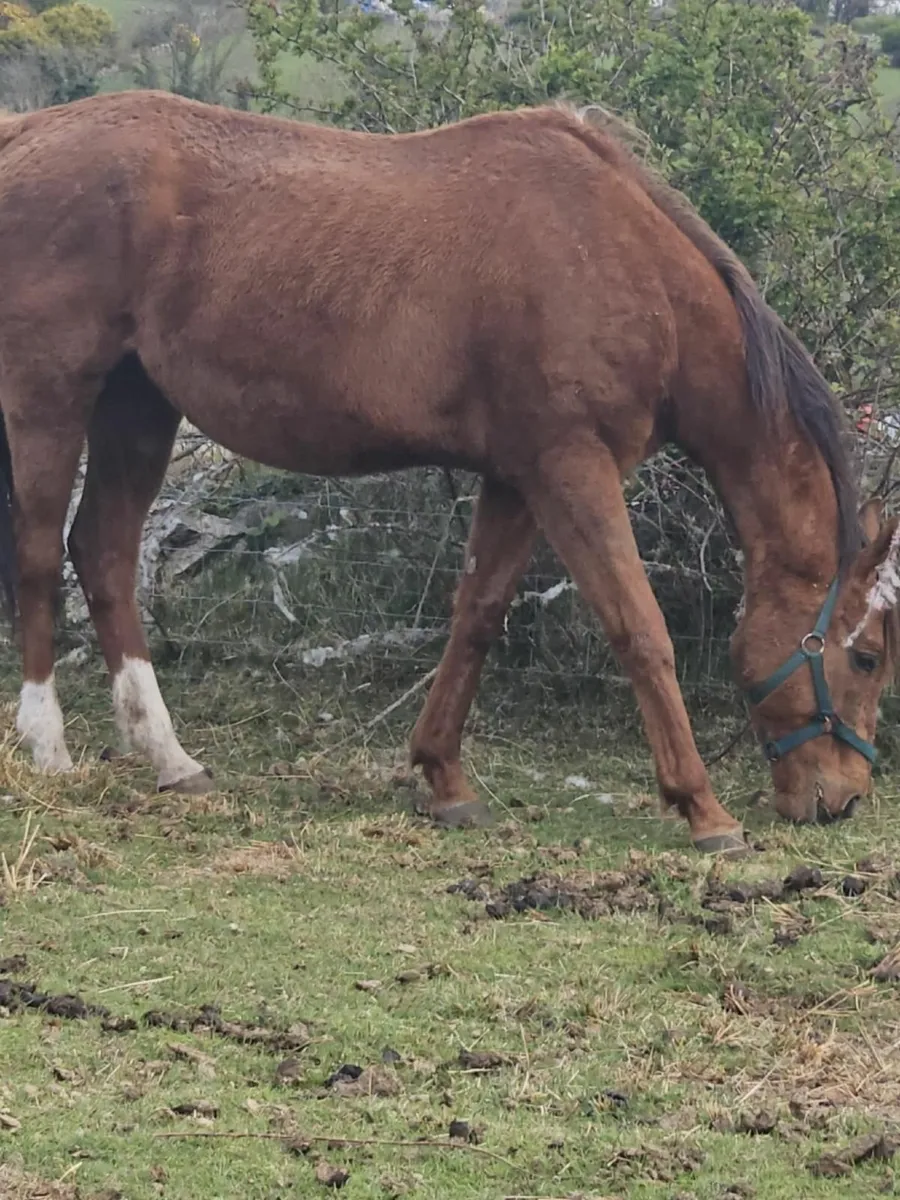 Horse exports - Image 3