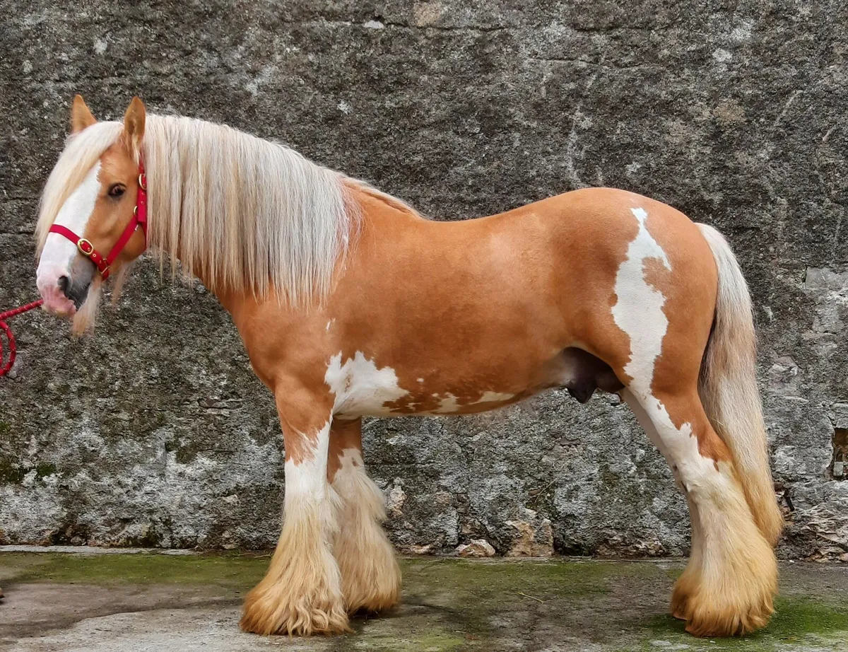 Palomino Stallion At Stud - Image 2