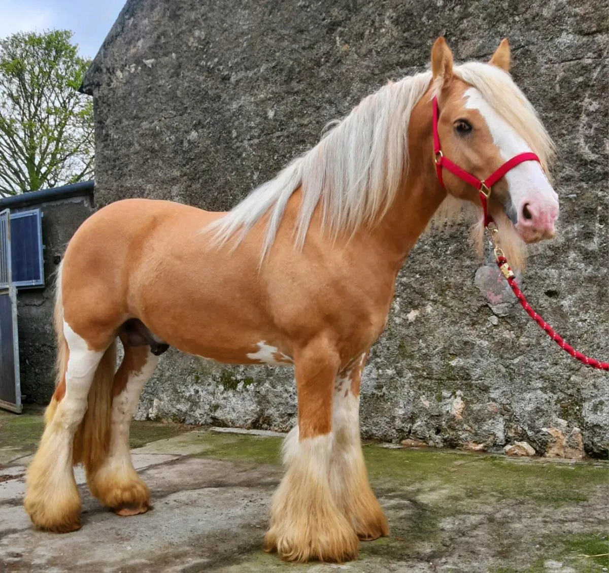 Palomino Stallion At Stud - Image 1