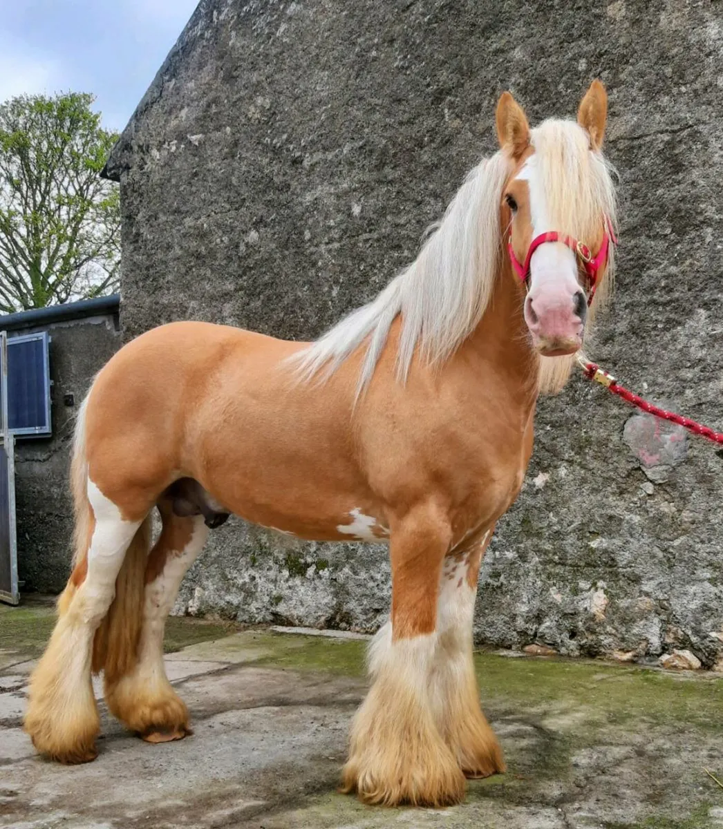 Palomino Stallion At Stud - Image 3