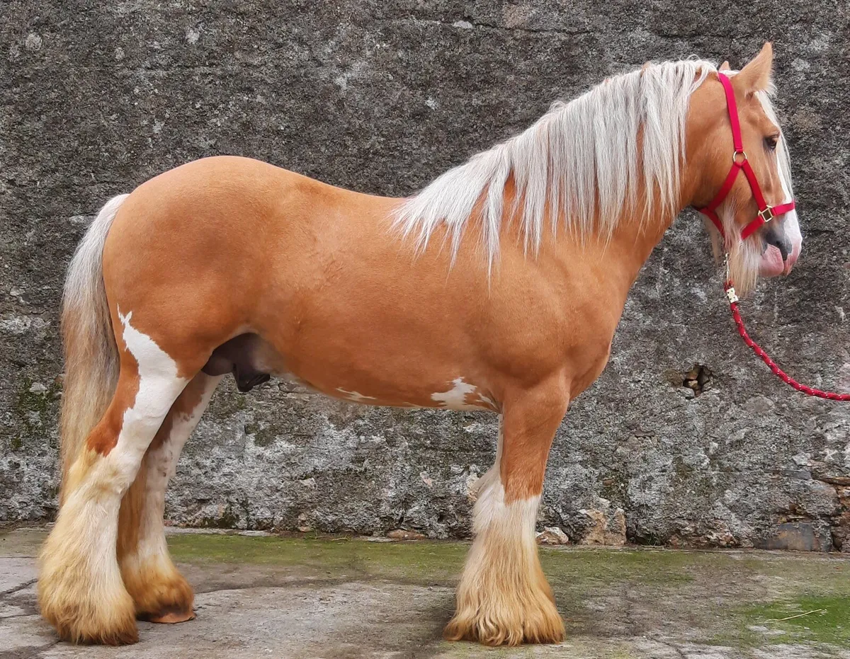 Palomino Stallion At Stud - Image 4
