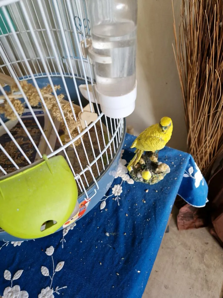 Bird and    cage. - Image 4