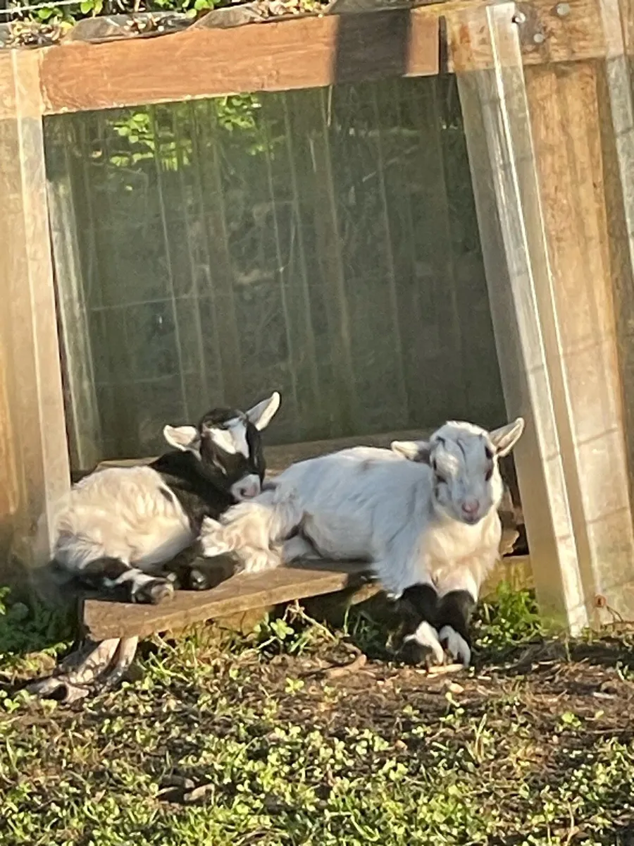2 Castrated Pygmy Males for sale - Image 1