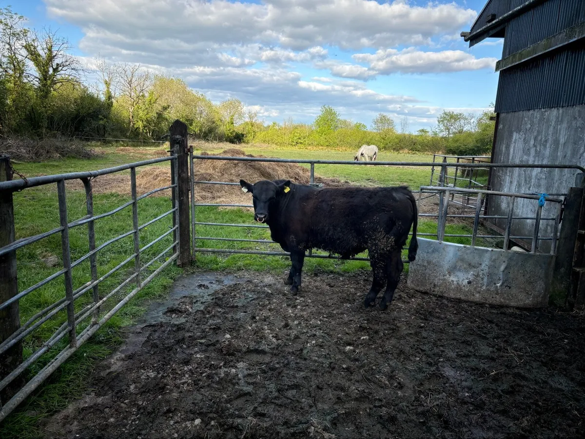 For Sale PBR Angus Bull - Image 2