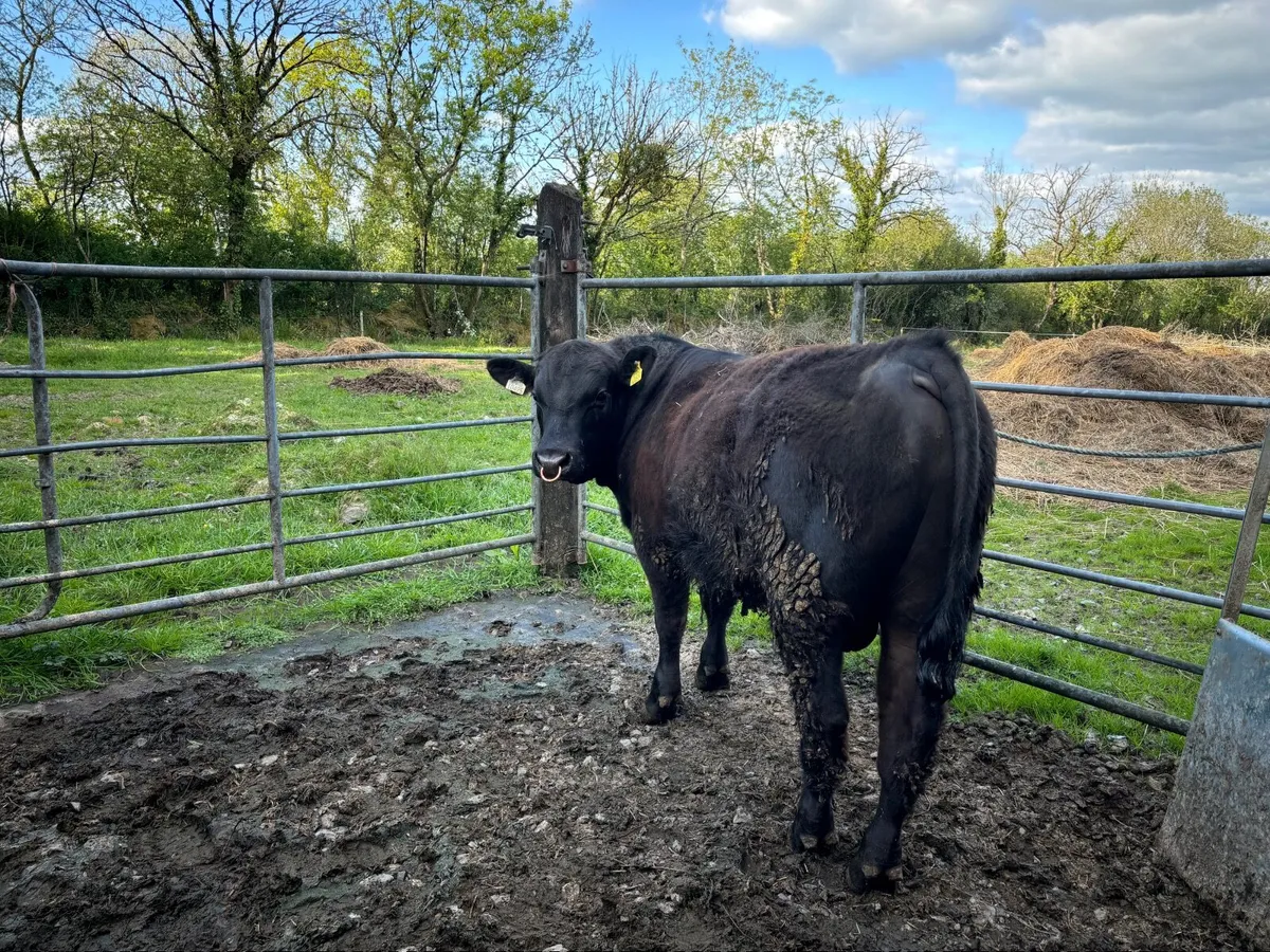 For Sale PBR Angus Bull - Image 1