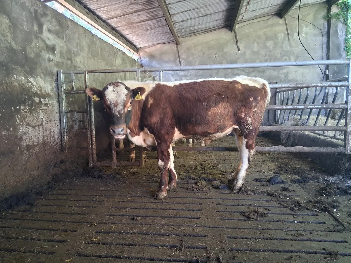 Irish Moiled Bull - Image 1