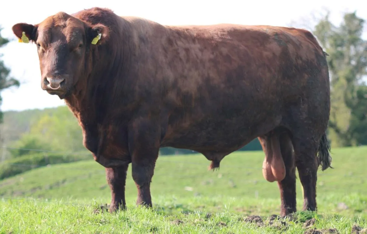 Lisduff Angus Online Bull Sale 9th May - Image 3