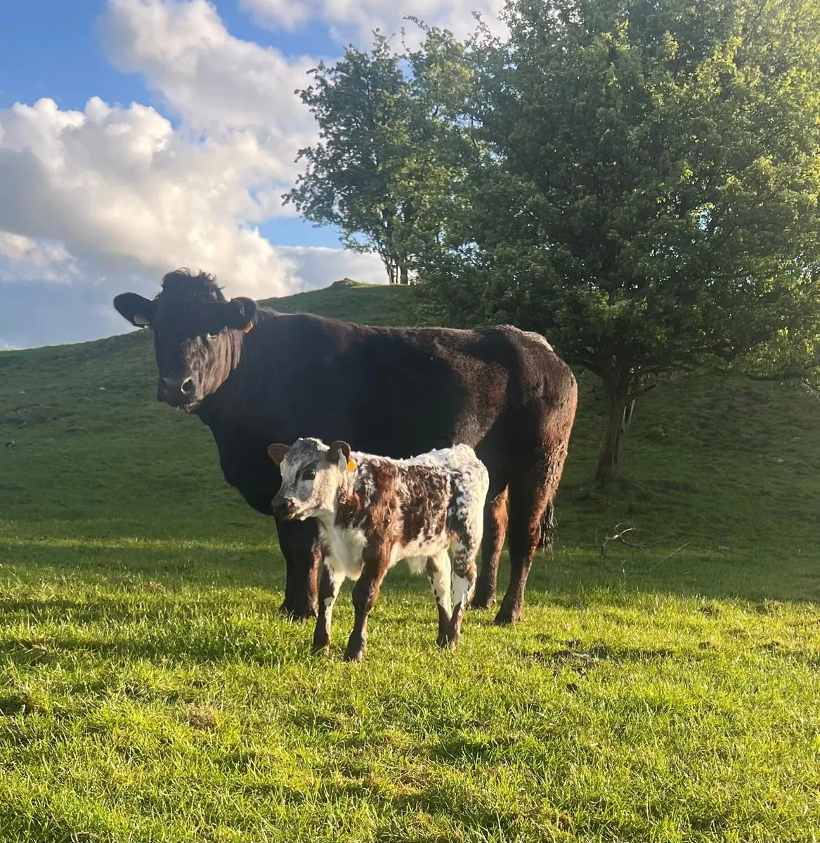 Suckler cows - Image 2