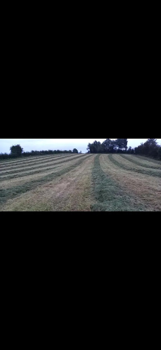 Silsge - Image 2