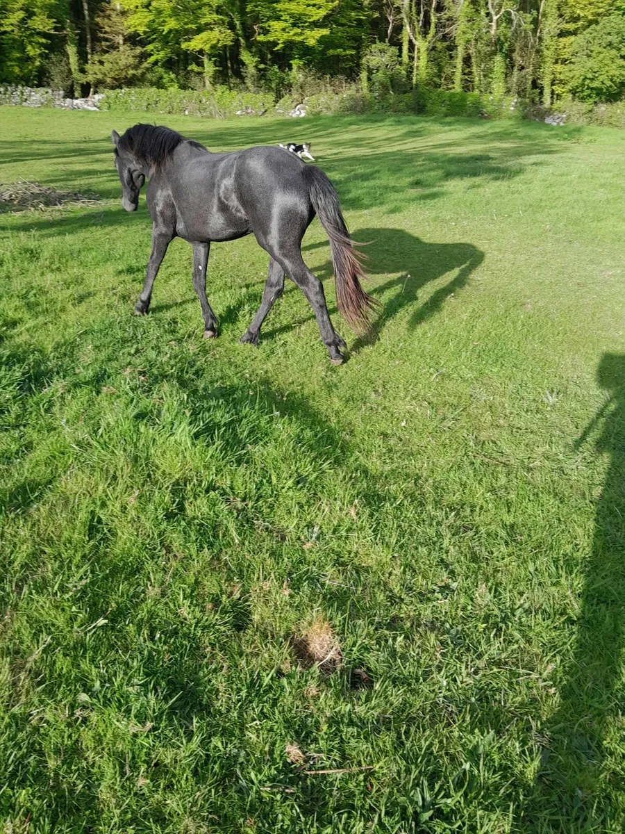 Connemara Pony 🔥 - Image 2