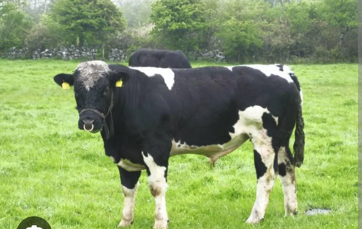 Wanted vasectomized bull