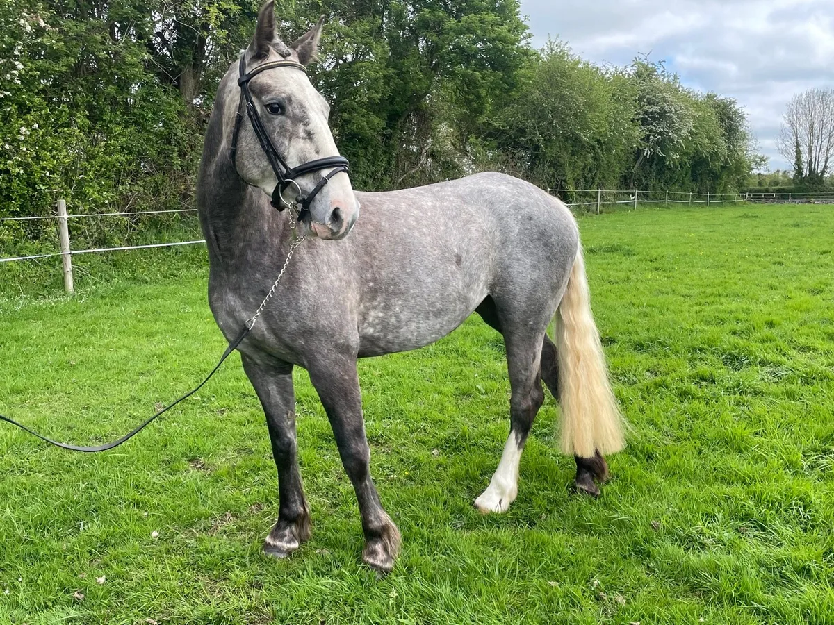 4yr old RID MARE - Image 1