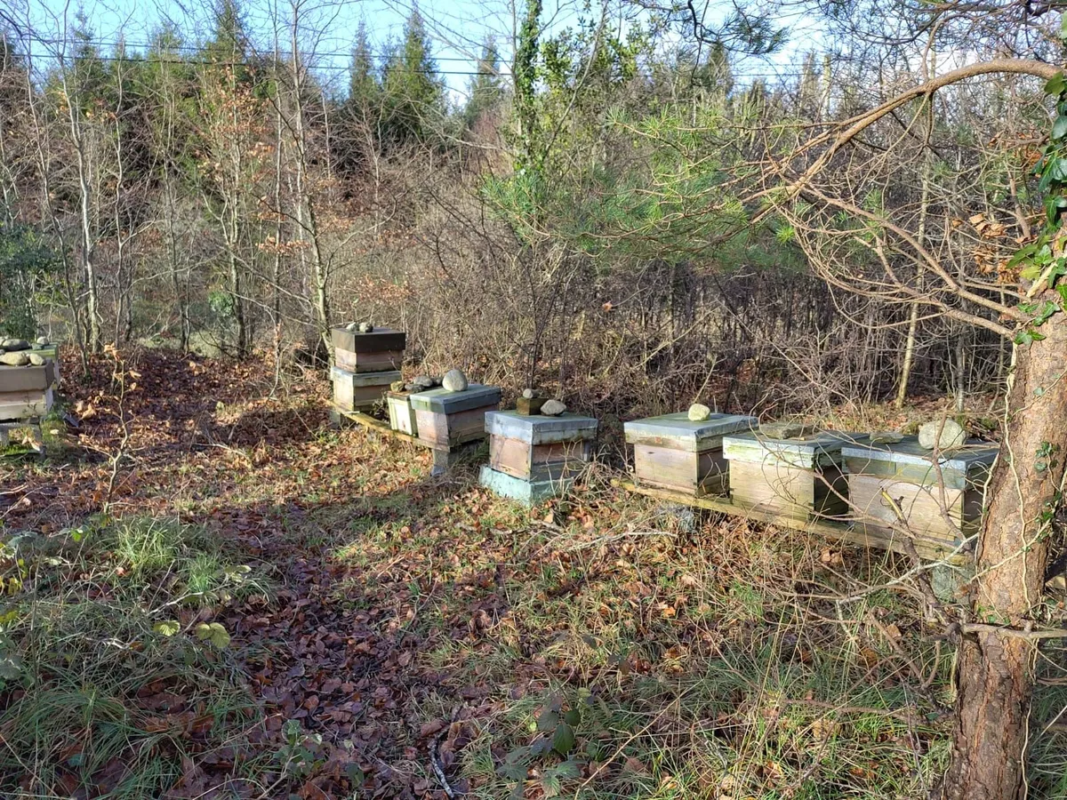 Native Irish Honeybees