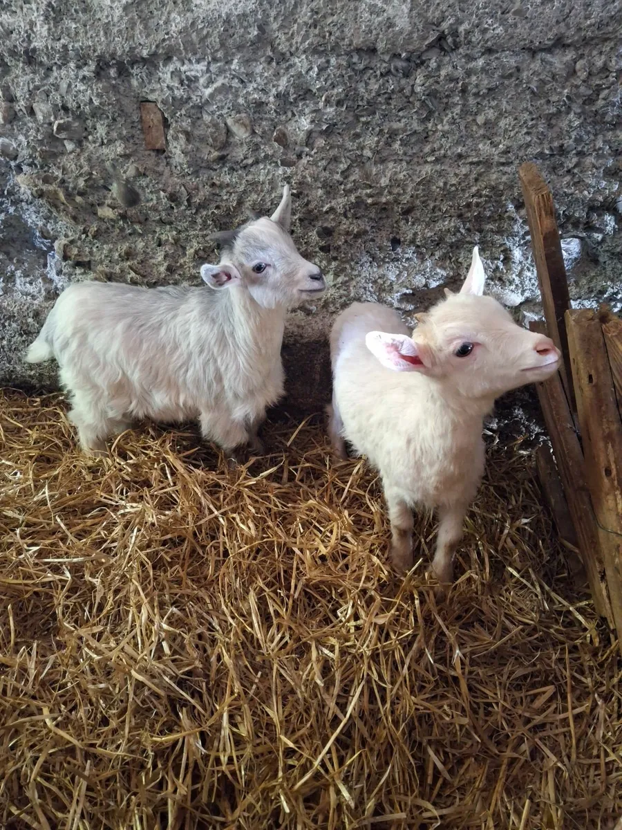 Pygmy goats - Image 3