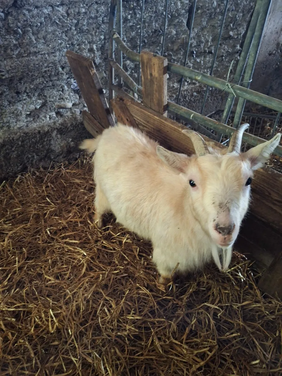 Pygmy goats - Image 4
