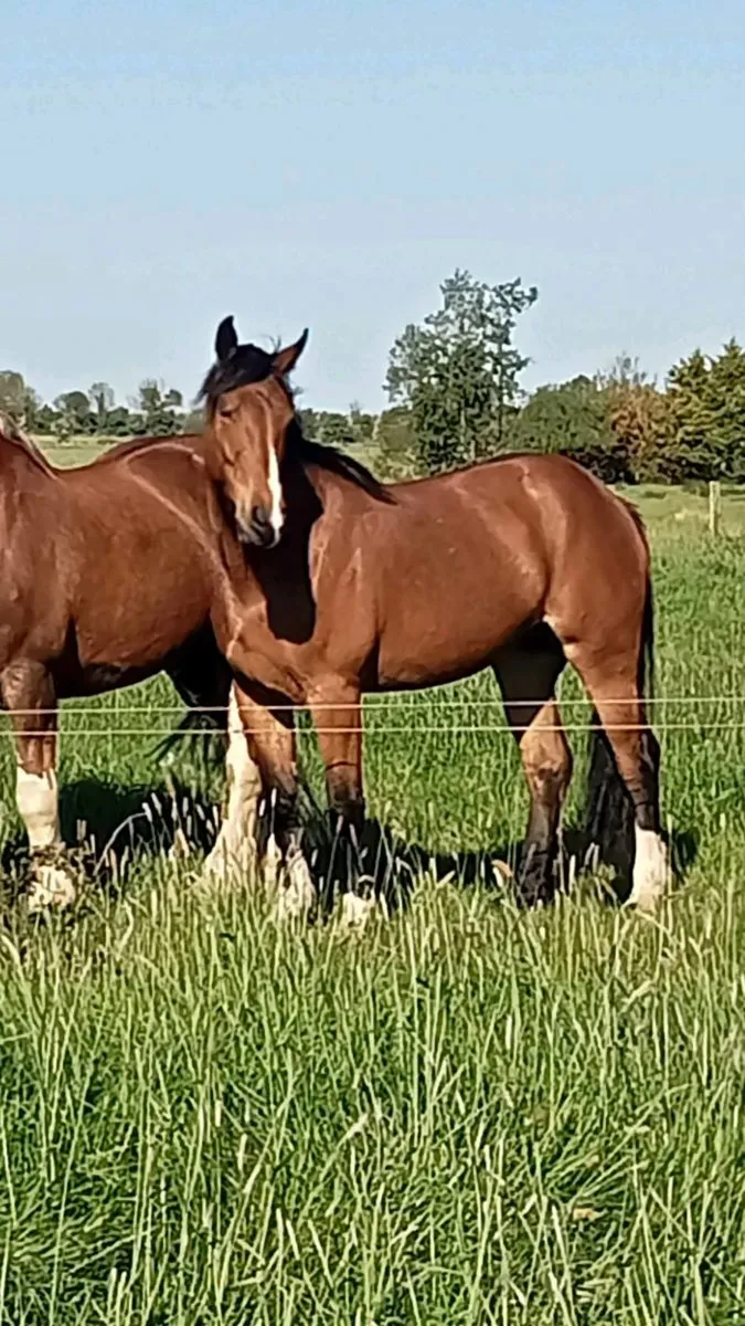 Irish draught mare and selection of stock - Image 4