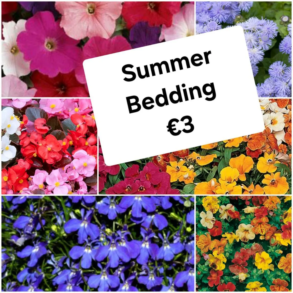 Summer Bedding, Basket Plants - Image 1