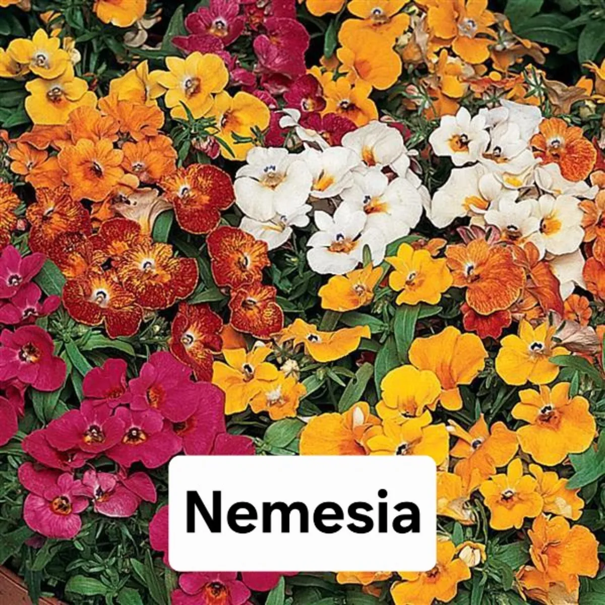 Summer Bedding, Basket Plants - Image 2