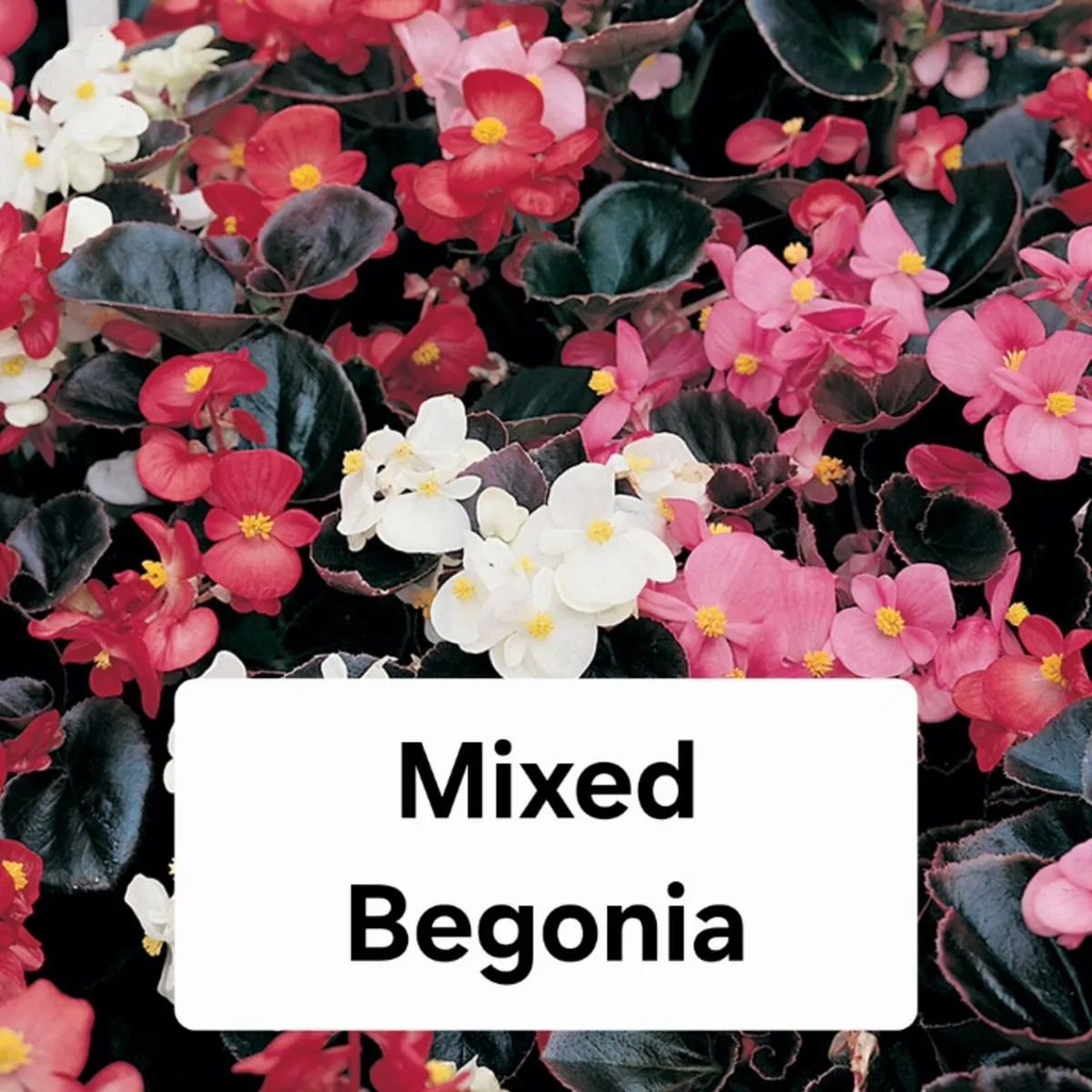 Summer Bedding, Basket Plants - Image 3