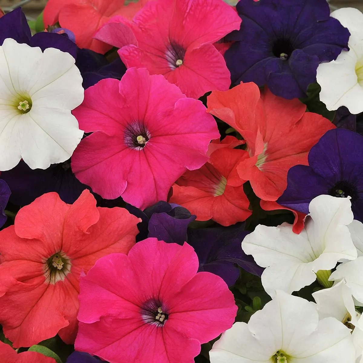 Summer Bedding, Basket Plants - Image 4