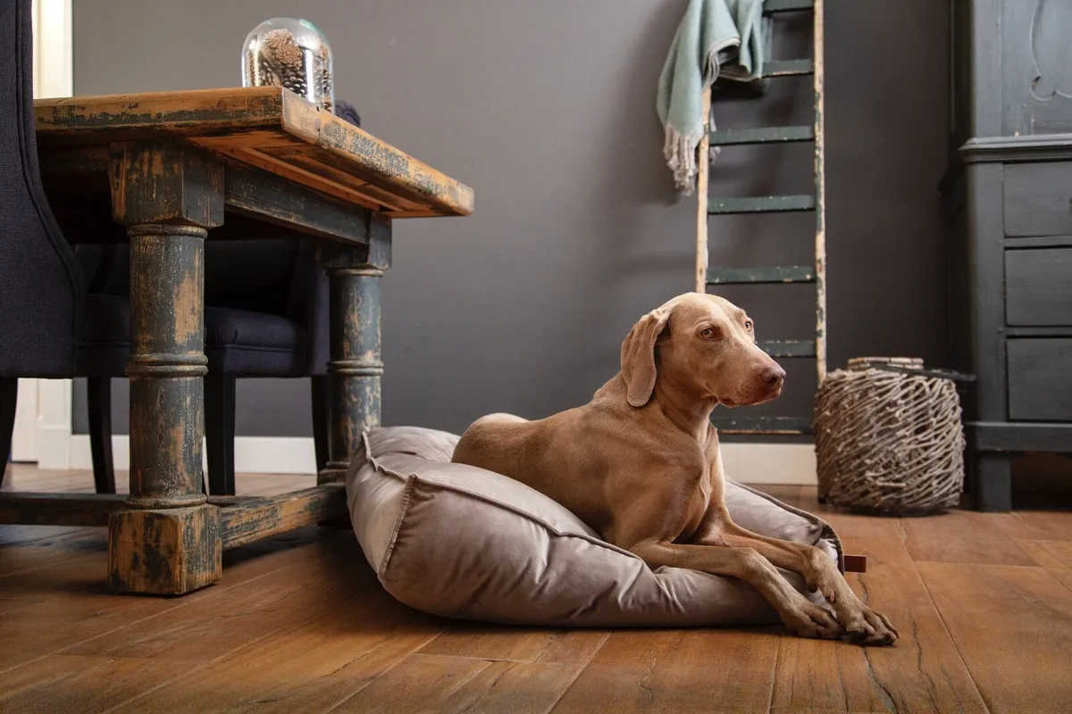 Large Dog Bed (Luxury, Brand New) - Image 4