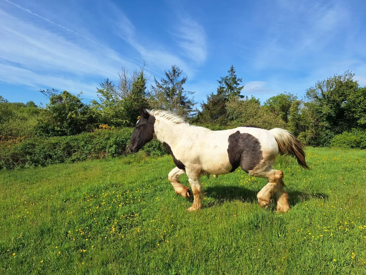 Piebald cob foal - Image 2