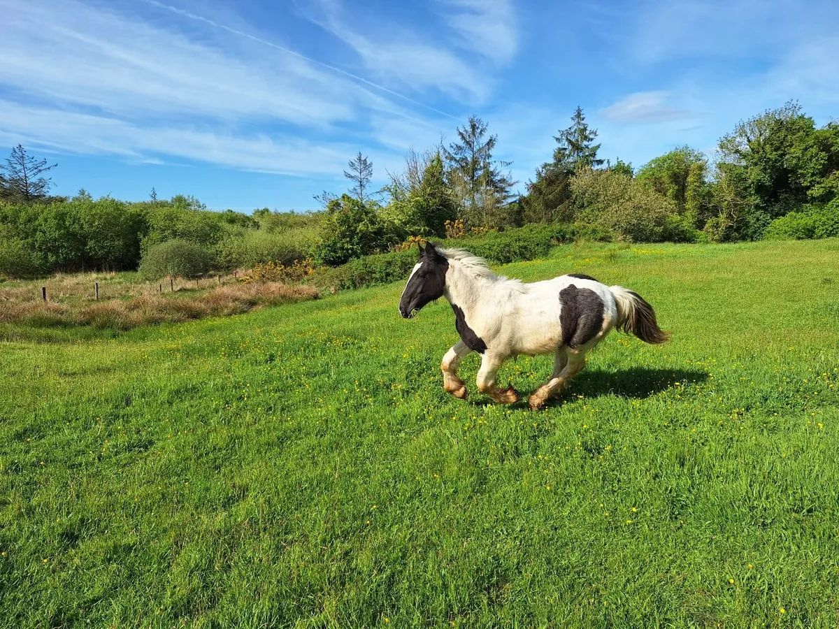 Piebald cob foal - Image 3