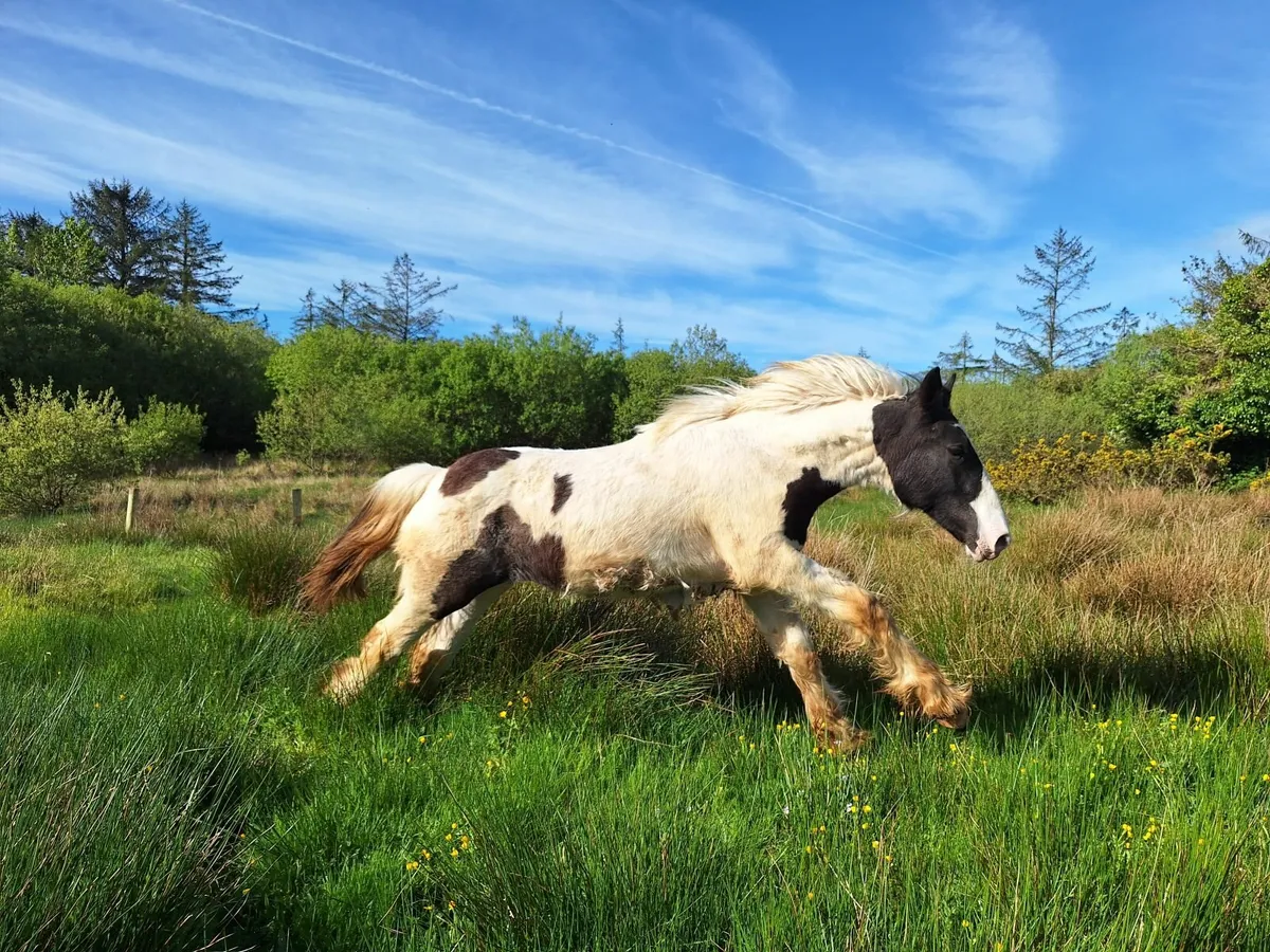 Piebald cob foal - Image 4
