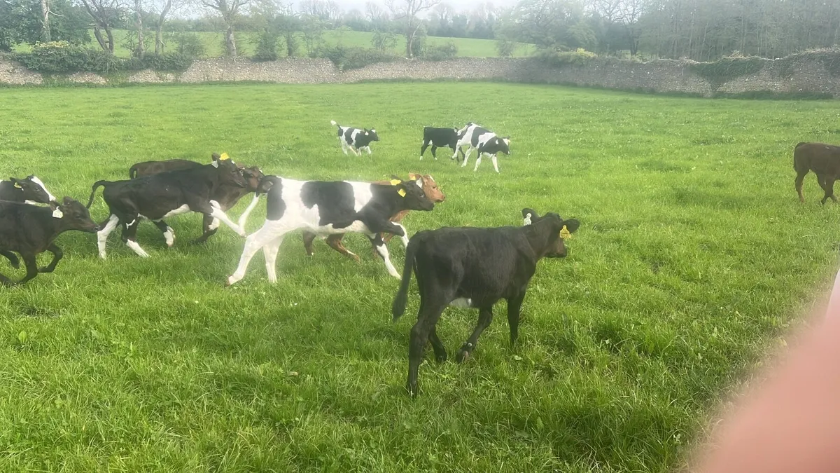 Simmental bull calves weaned - Image 4