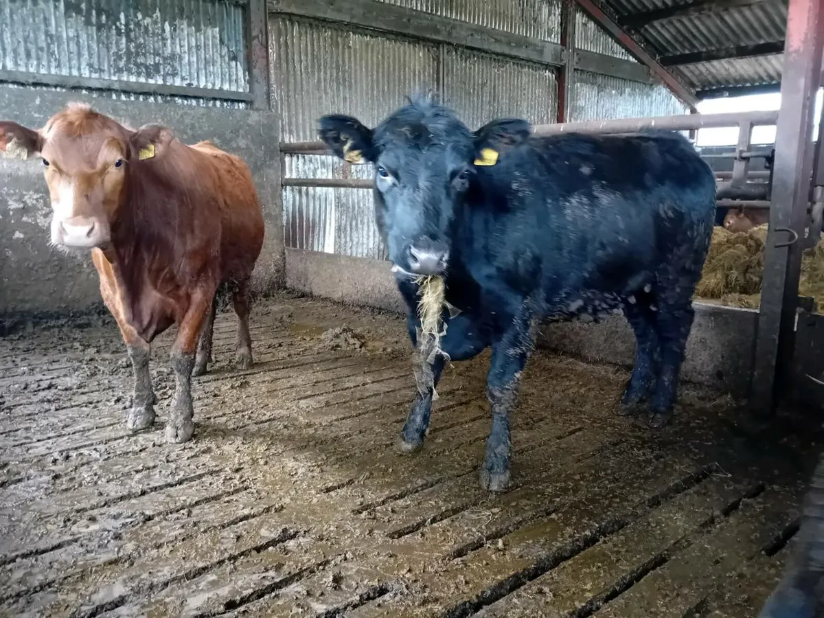 Angus PBR heifers for sale - Image 4