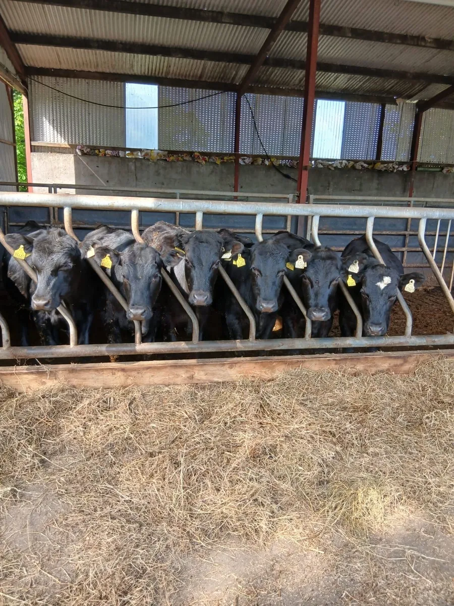 Quality Angus Heifers - Image 1