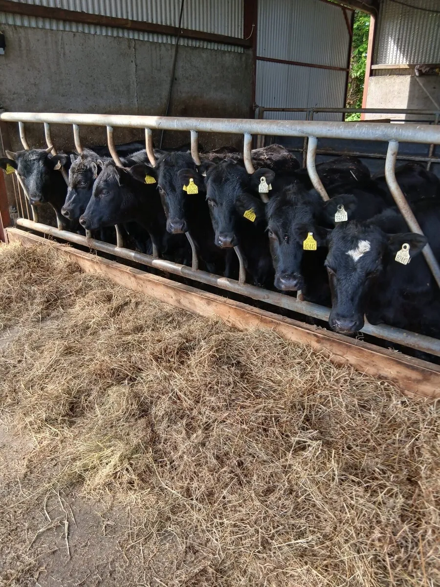 Quality Angus Heifers - Image 2