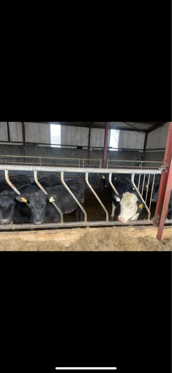 Quality Angus Heifers - Image 3