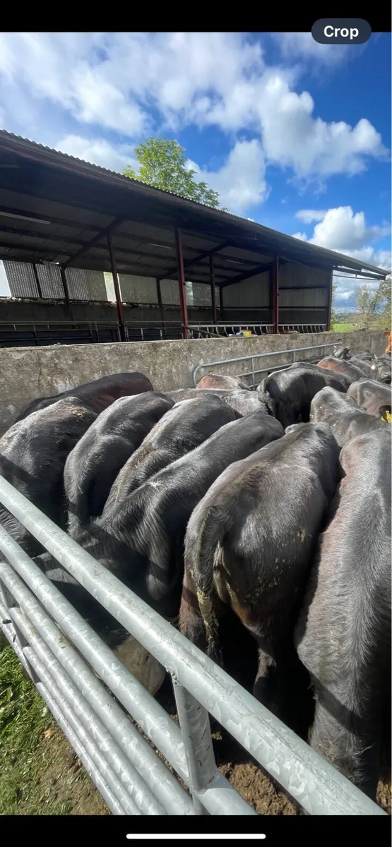 Quality Angus Heifers - Image 4