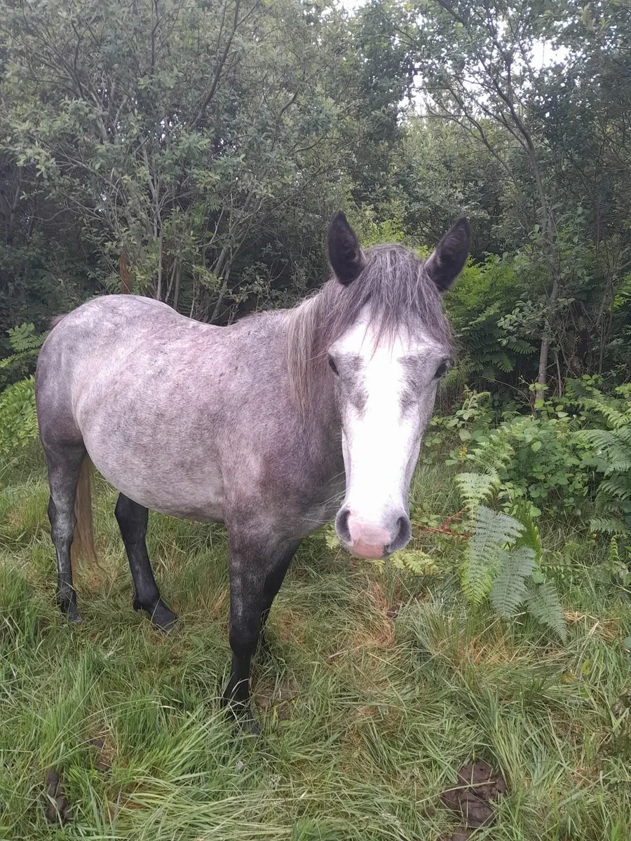 Connemara Pony 🔥 - Image 4