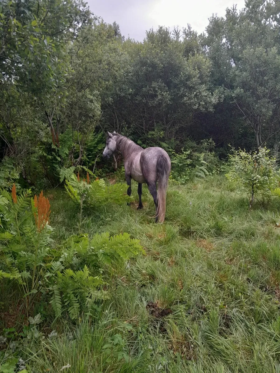 Connemara Pony 🔥 - Image 1