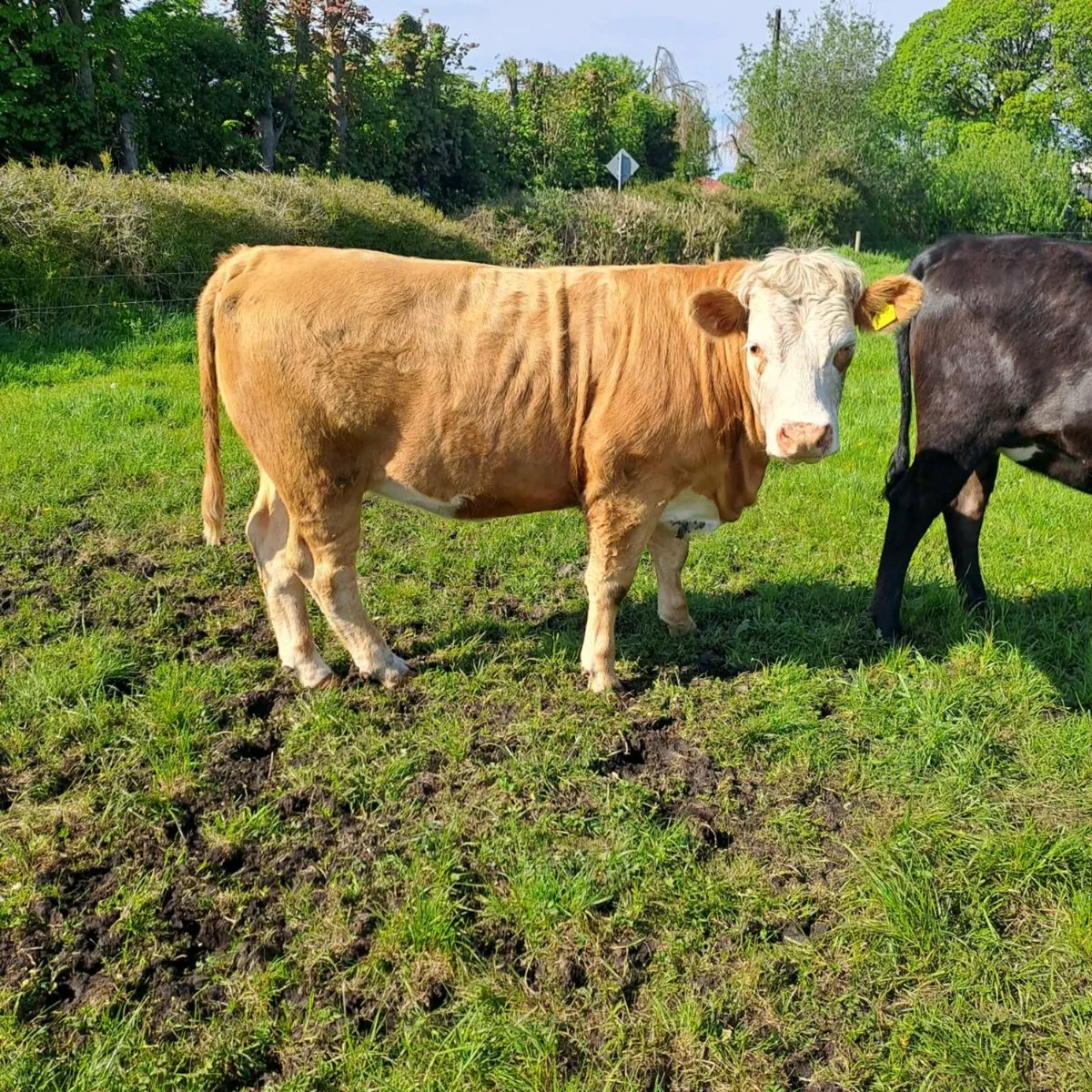 2 Heifers - Image 2