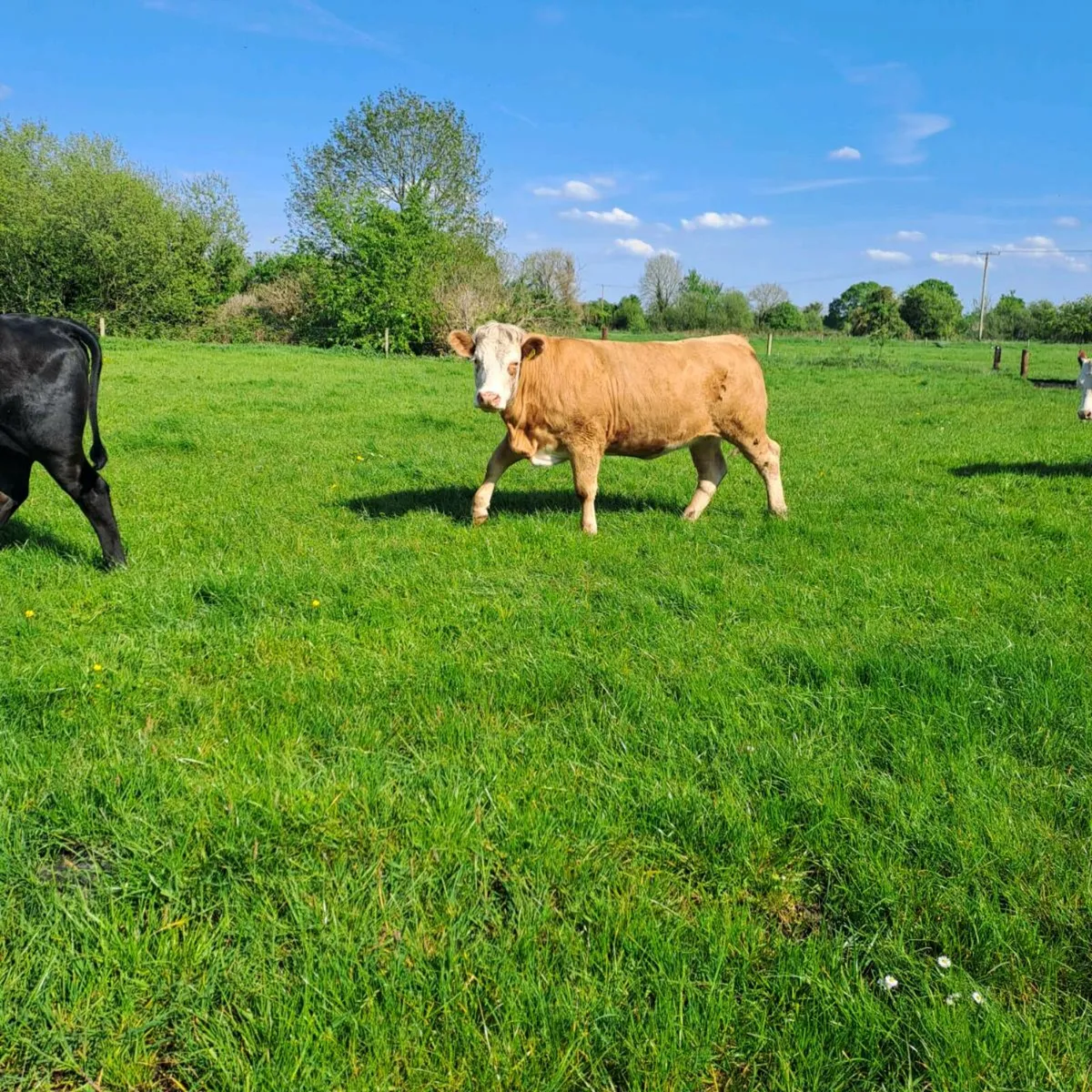 2 Heifers - Image 3