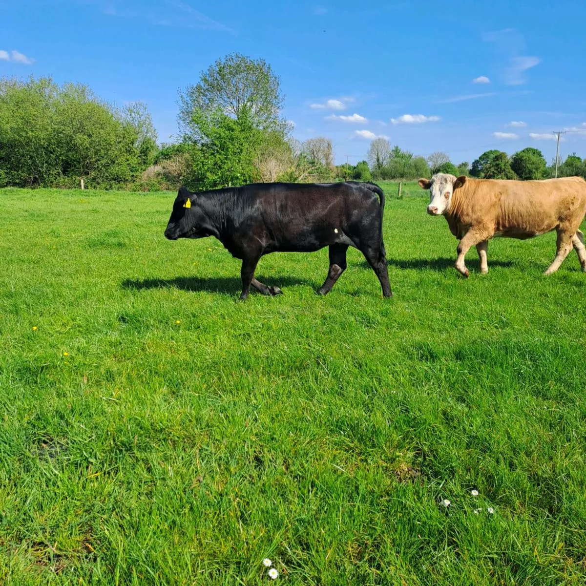 2 Heifers - Image 1