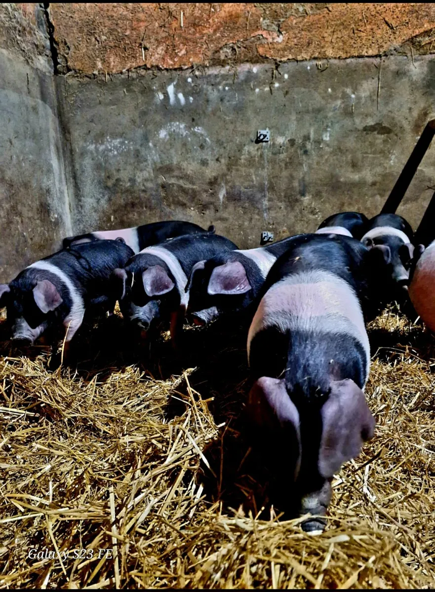Pedigree Saddleback & Berkshire piglets - Image 2