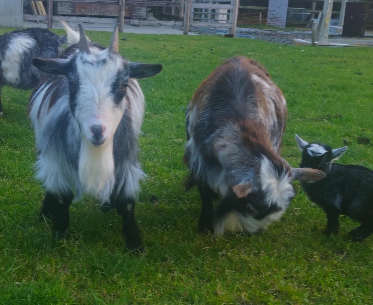 Pygmy goats - Image 1