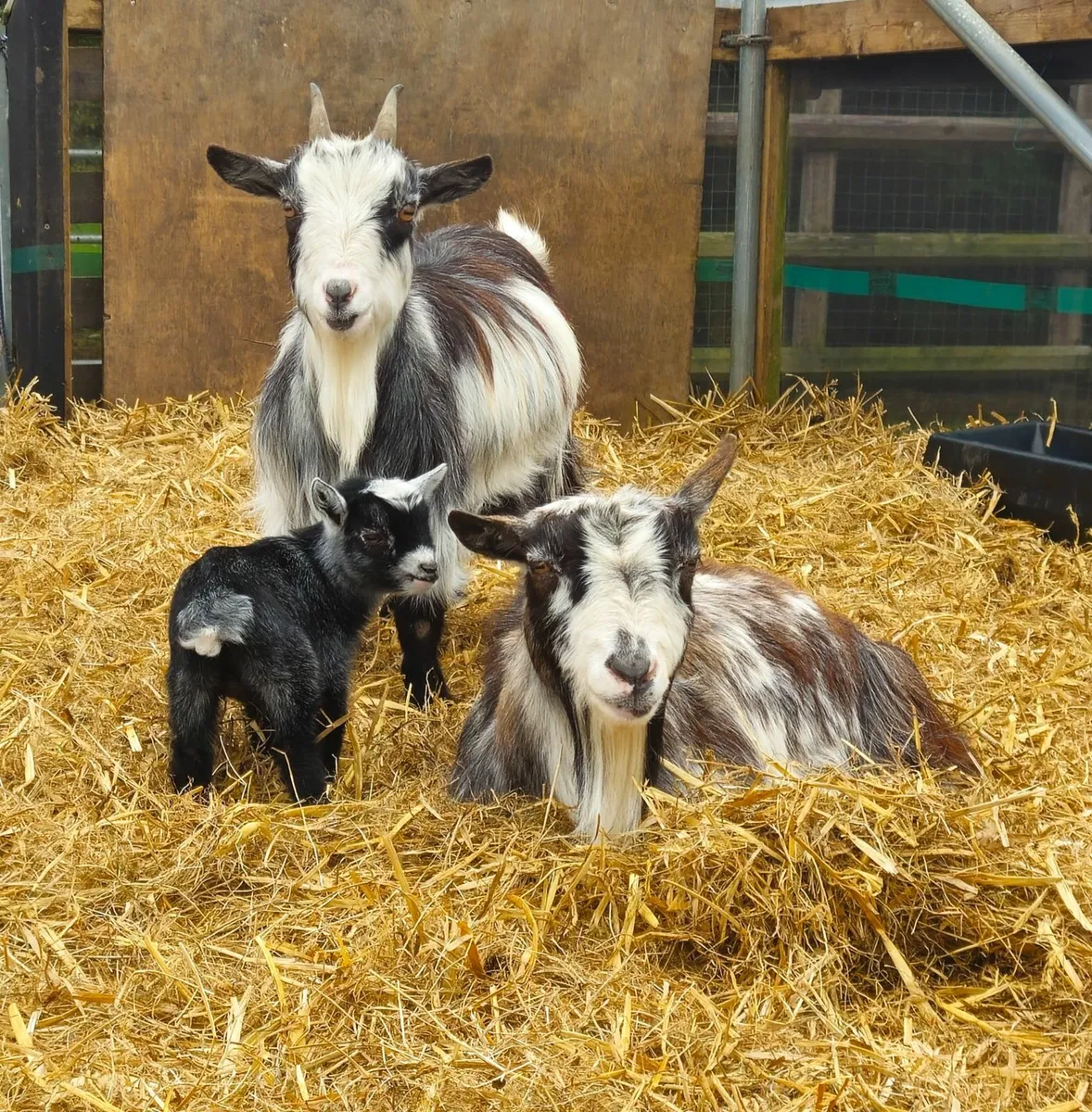 Pygmy goats - Image 2