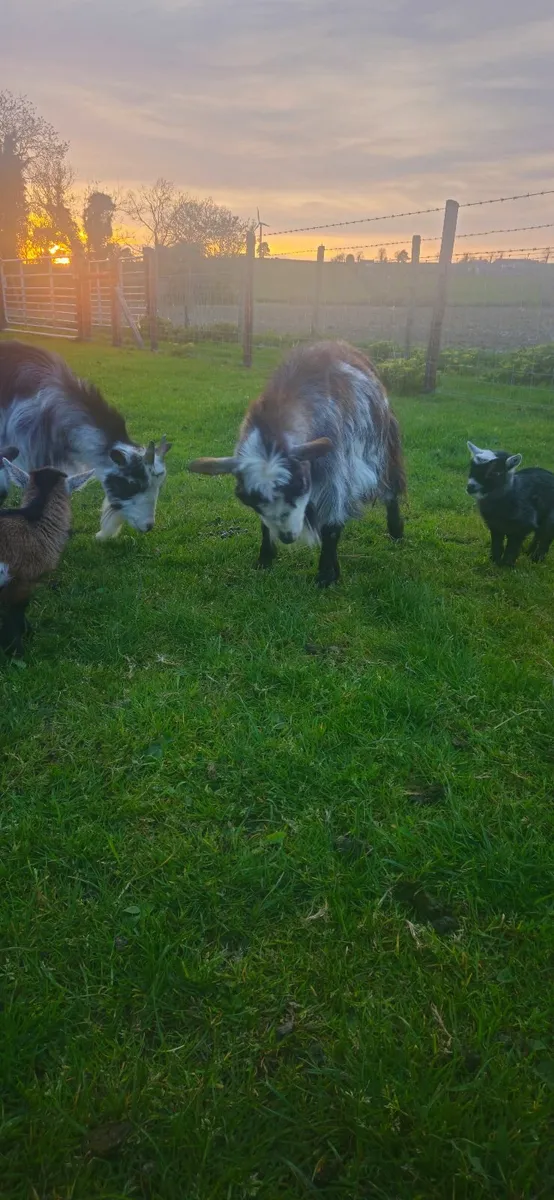 Pygmy goats - Image 3