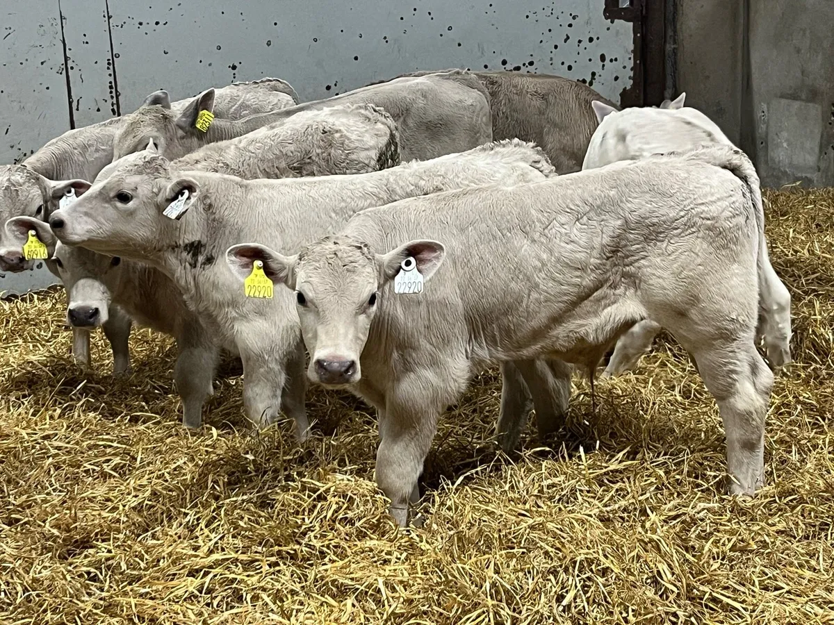 Super 2 Month Old CH Bull Calves - Image 1