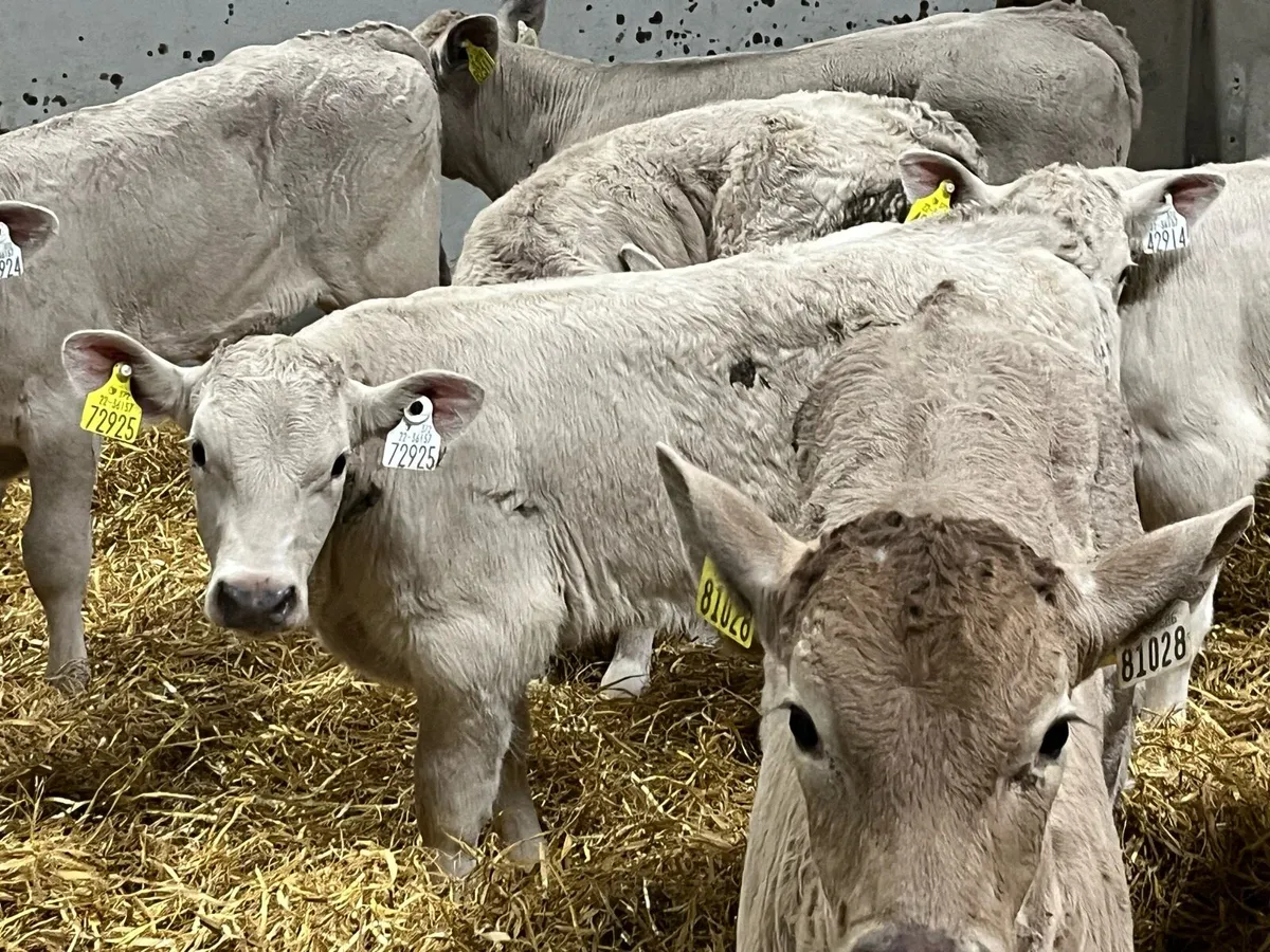 Super 2 Month Old CH Bull Calves - Image 2
