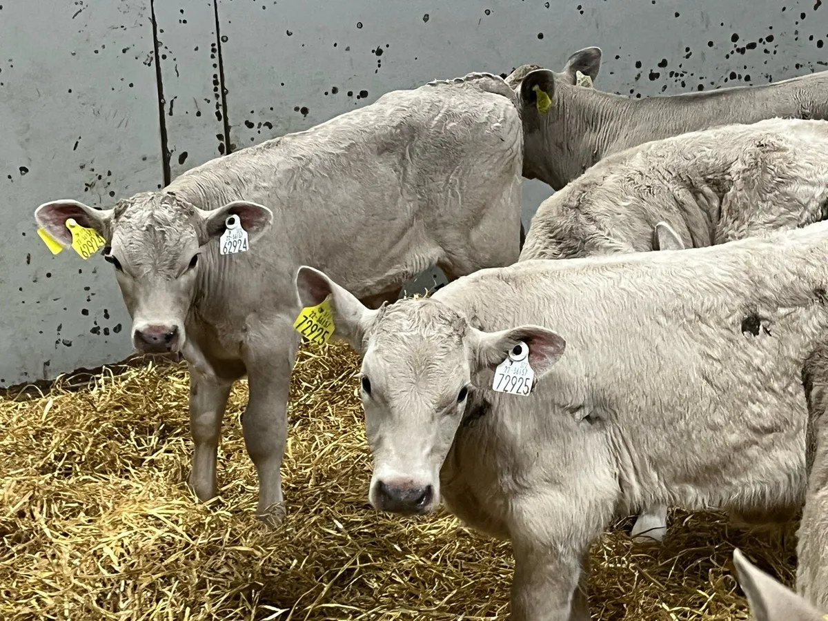 Super 2 Month Old CH Bull Calves - Image 3