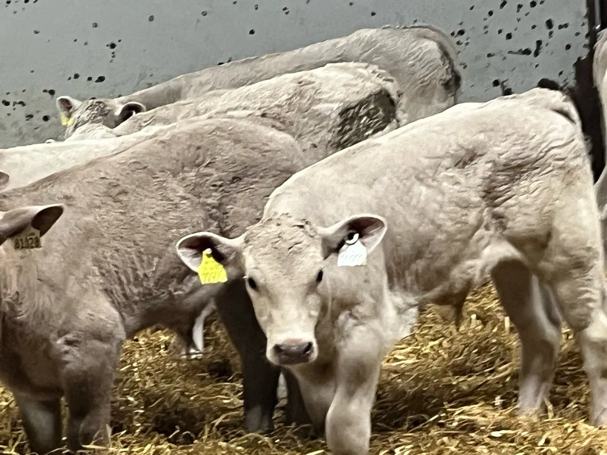 Super 2 Month Old CH Bull Calves - Image 4